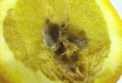 3. The fruit kernel being affected.JPEG (Image by G. Pestsov)