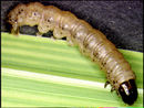 5th instar larva of B. fusca.jpg