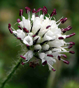 AA 07CT300 Dipsacus pilosus (Wolfgang Ahrens).png