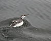 A Guillemot just off the Burghead Maltings - geograph.org.uk - 977220.jpg