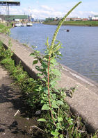 Amaranthus palmeri, männl. Pfl., Hafen Neuss (Bild: Ulf Schmitz)