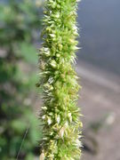 Abb. 2 Amaranthus palmeri, männl. Pfl., Hafen Neuss (Bild: Ulf Schmitz)