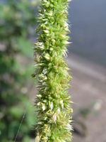 Amaranthus palmeri, männl. Pfl., Hafen Neuss (Bild: Ulf Schmitz)