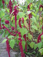 Amaranthus caudatus, Botanischer Garten Düsseldorf (Bild: Ulf Schmitz)
