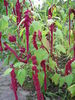 Amaranthus caudatus, Botanischer Garten Düsseldorf (Bild: Ulf Schmitz)