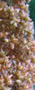 Amaranthus cruentus, 'hot biscuit', Bot. Gart. Düsseldorf (Bild: Ulf Schmitz)