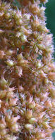 Amaranthus cruentus, 'hot biscuit', Bot. Gart. Düsseldorf (Bild: Ulf Schmitz)