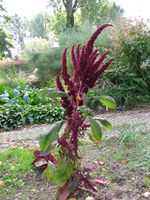 Amaranthus hypochondriacus, Botanischer Garten Düsseldorf