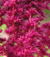 Amaranthus hypochondriacus, Garten Uni (Bild: Ulf Schmitz)