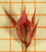 Abb. 8 Amaranthus hypochondriacus, Frucht (Bild: Ulf Schmitz)
