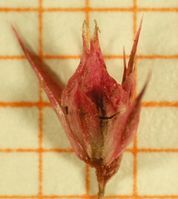 Amaranthus hypochondriacus, Frucht (Bild: Ulf Schmitz)