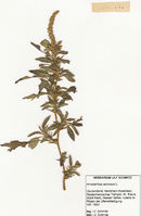 Amaranthus spinosus, Herbarium Hafen Rees (Bild: Ulf Schmitz)