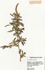 Amaranthus spinosus, Herbarium Hafen Rees (Bild: Ulf Schmitz)