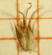 Abb. 10 Amaranthus spinosus, Frucht (Bild: Ulf Schmitz)