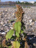 Amaranthus retroflexus, Zonser Grind (Bild: Ulf Schmitz)