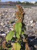 Amaranthus retroflexus, Zonser Grind (Bild: Ulf Schmitz)
