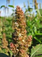 Amaranthus retroflexus, Himmelgeister Rheinbogen (Bild: Ulf Schmitz)