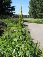 Amaranthus powellii, Himmelgeister Rheinbogen (Bild: Ulf Schmitz)