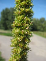 Amaranthus powellii, Himmelgeister Rheinbogen (Bild: Ulf Schmitz)