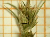 Amaranthus powellii, Frucht (Bild: Ulf Schmitz)