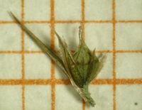 Amaranthus powellii, Frucht (Bild: Ulf Schmitz)