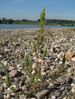 Amaranthus bouchonii, Himmelgeister Rheinbogen (Bild: Ulf Schmitz)