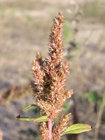 Amaranthus bouchonii, Zonser Grind (Bild: Ulf Schmitz)