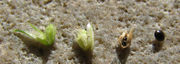 Abb. 20 Amaranthus bouchonii, Himmelgeister Rheinbogen (Bild: Ulf Schmitz)