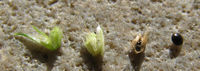 Amaranthus bouchonii, Himmelgeister Rheinbogen (Bild: Ulf Schmitz)