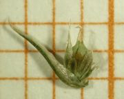 Abb. 21 Amaranthus bouchonii, Frucht (Bild: Ulf Schmitz)
