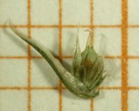 Amaranthus bouchonii, Frucht (Bild: Ulf Schmitz)