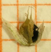 Abb. 22 Amaranthus bouchonii, Frucht (Bild: Ulf Schmitz)