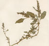 Amaranthus deflexus, Herbarium (Bild: Ulf Schmitz)