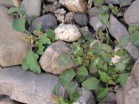 Amaranthus blitum subsp. blitum, Du-Beeckerwerth (Bild: Ulf Schmitz)
