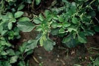 Amaranthus blitum subsp. blitum, Weinberg Moselufer Reil (Bild: Rolf Wißkirchen)