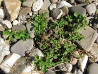Amaranthus blitum subsp. emarginatus var. emarginatus, Himmelgeist (Bild: Ulf Schmitz)