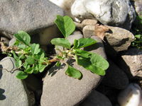 Amaranthus blitum subsp. emarginatus var. emarginatus, Himmelgeist (Bild: Ulf Schmitz)