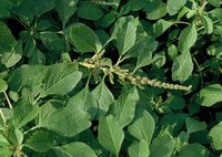 Amaranthus blitum subsp. emarginatus var. pseudogracilis, Wevelinghoven (Bild: Rolf Wißkirchen)