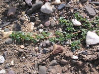 Amaranthus blitoides, Rheinaue Duisburg-Homberg (Bild: Ulf Schmitz)