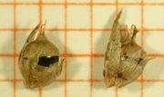 Abb. 35 Amaranthus blitoides, Frucht (Bild: Ulf Schmitz)