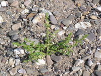 Amaranthus albus, Rheinaue Duisburg-Homberg (Bild: Ulf Schmitz)