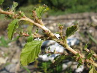 Amaranthus albus, Himmelgeister Rheinbogen (Bild: Ulf Schmitz)