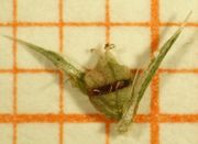 Abb. 38 Amaranthus albus, Frucht (Bild: Ulf Schmitz)