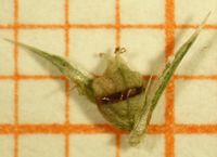 Amaranthus albus, Frucht (Bild: Ulf Schmitz)