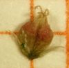 Amaranthus albus, Frucht (Bild: Ulf Schmitz)