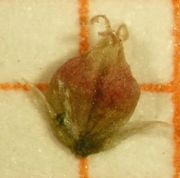 Abb. 39 Amaranthus albus, Frucht (Bild: Ulf Schmitz)