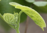 Sich entwickelnde Triebspitze mit Blatt und Knospen. (Bild: W. Wohlers, JKI)