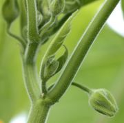 In den Blattachseln steht neben einer Blüte auch jeweils ein Seitentrieb. (Bild: W. Wohlers, JKI)