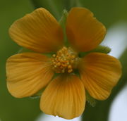 Die Blüte kann einen Durchmesser von 2,5 cm haben. (Bild: W. Wohlers, JKI)