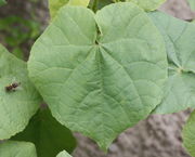 Das Blatt sieht aus wie ein Lindenblatt. (Bild: W. Wohlers, JKI)